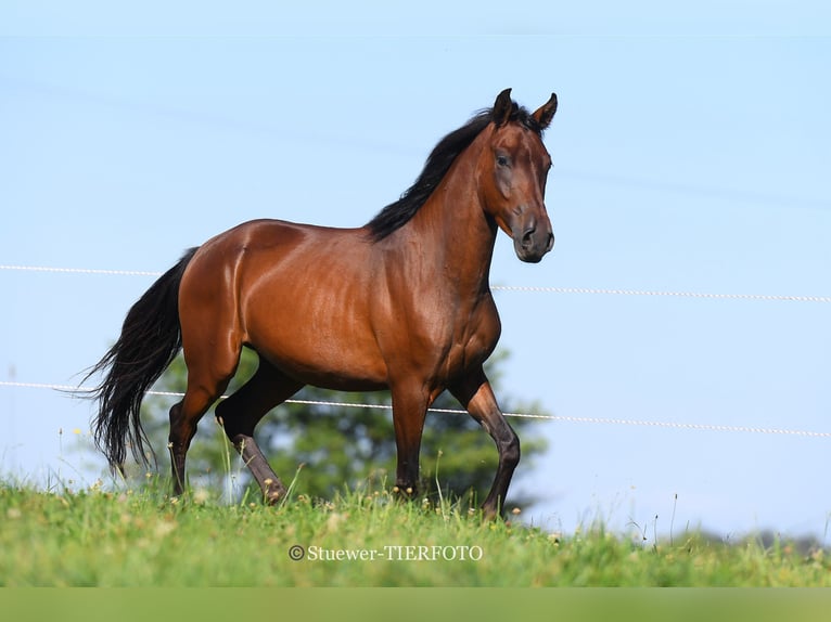 Paso Fino Caballo castrado 5 años Castaño in Morsbach