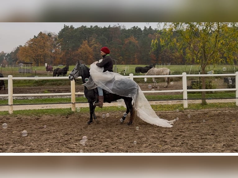 Paso Fino Caballo castrado 6 años 145 cm in Wiesentheid