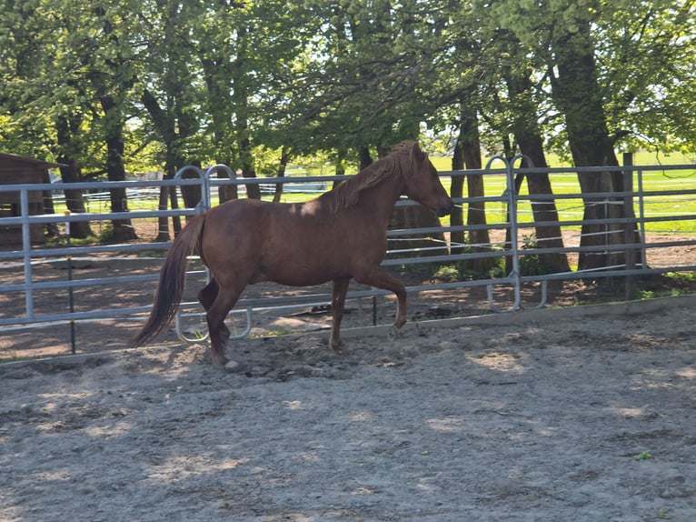 Paso Fino Caballo castrado 7 años 142 cm Alazán in Grabenstätt