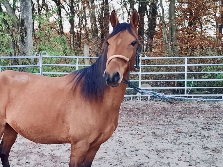 Paso Fino Caballo castrado 7 años 146 cm Castaño claro in Morsbach