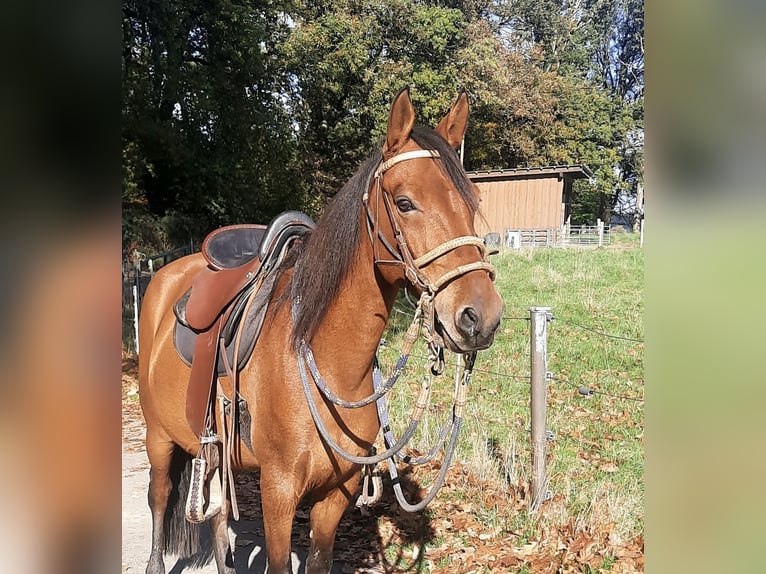 Paso Fino Caballo castrado 7 años 146 cm Castaño claro in Morsbach