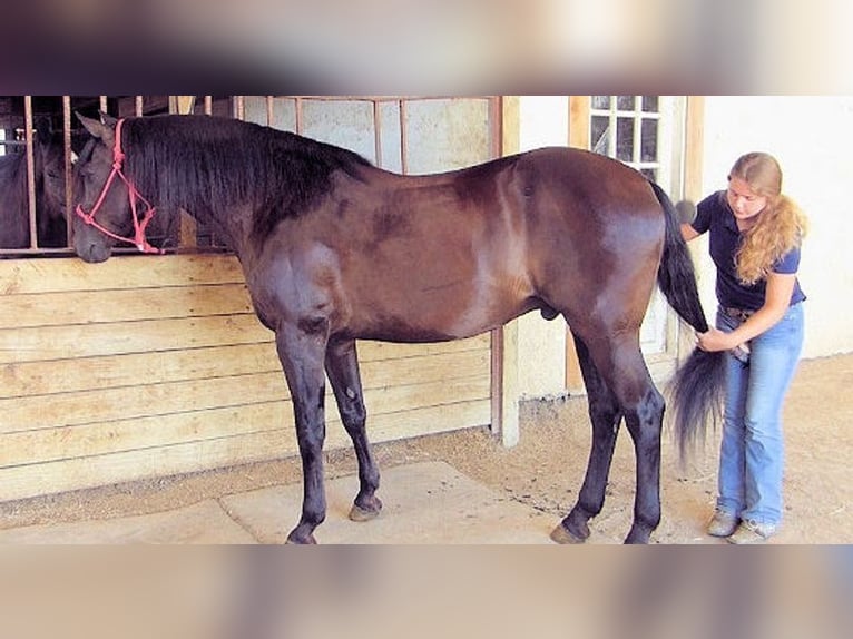 Paso Fino Caballo castrado 7 años 152 cm Negro in Bournemouth