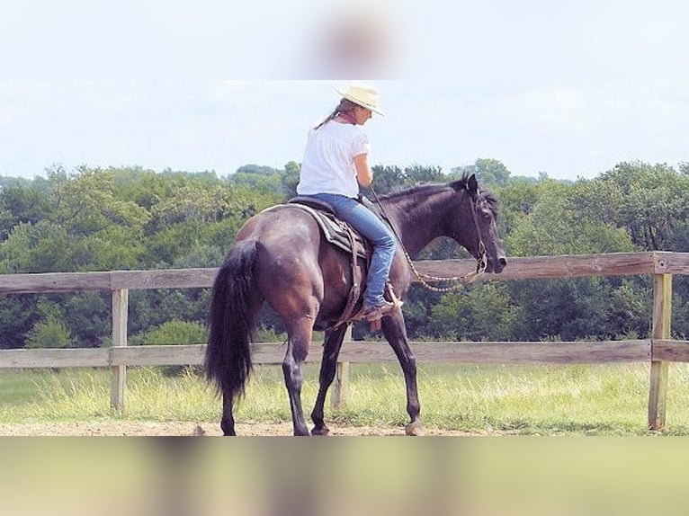 Paso Fino Caballo castrado 7 años 152 cm Negro in Houston