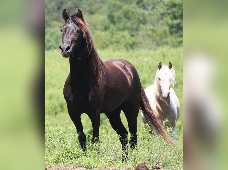 Paso Fino Caballo castrado 7 años 163 cm Negro in Hartford