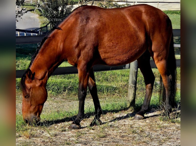 Paso Fino Caballo castrado 8 años 142 cm Castaño rojizo in Lancaster, SC