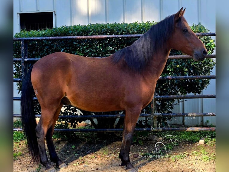 Paso Fino Caballo castrado 8 años 142 cm Castaño rojizo in Lancaster, SC