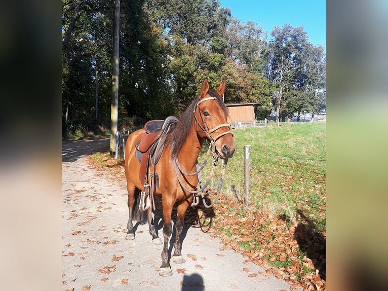 Paso Fino Caballo castrado 8 años 146 cm Castaño claro in Morsbach