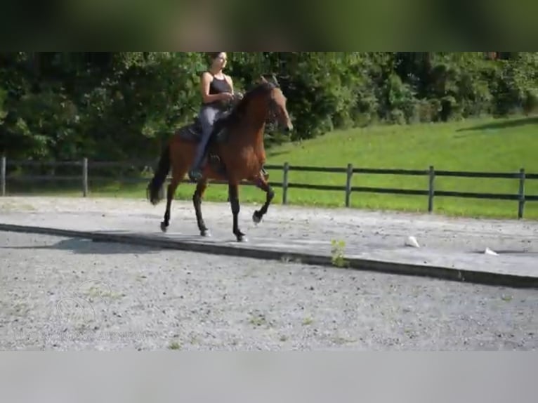 Paso Fino Caballo castrado 9 años 142 cm Castaño rojizo in Lancaster, SC