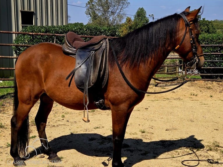 Paso Fino Caballo castrado 9 años 142 cm Castaño rojizo in Lancaster, SC