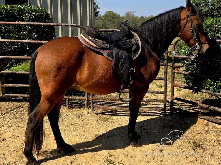 Paso Fino Caballo castrado 9 años 142 cm Castaño rojizo in Lancaster, SC