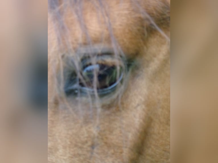 Paso Fino Castrone 14 Anni Falbo in Achstetten