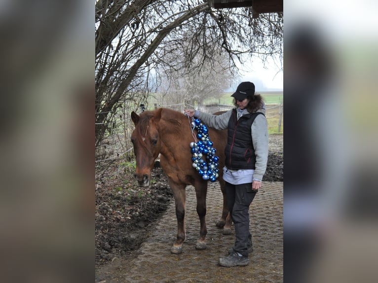 Paso Fino Castrone 18 Anni 140 cm Baio in Aichach