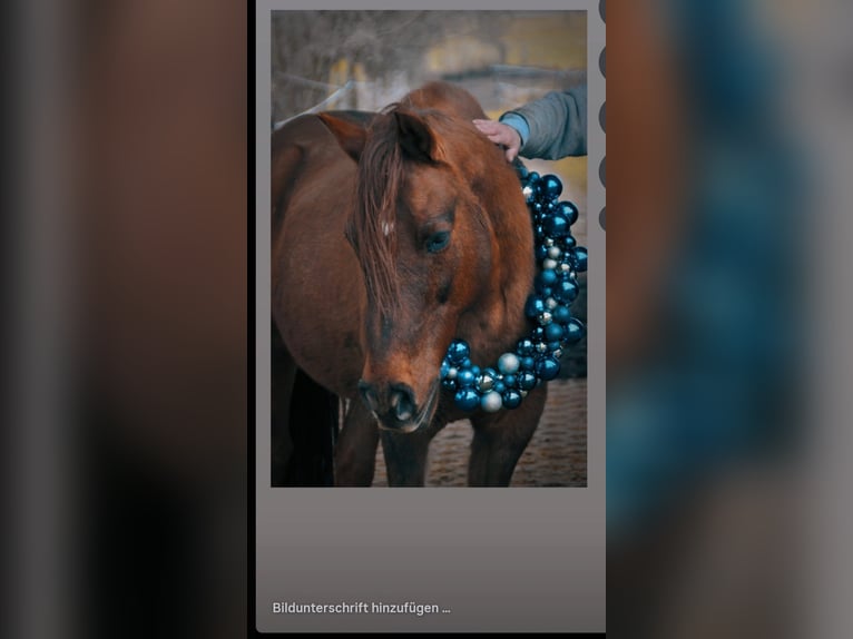 Paso Fino Castrone 18 Anni 150 cm Baio in Aichach