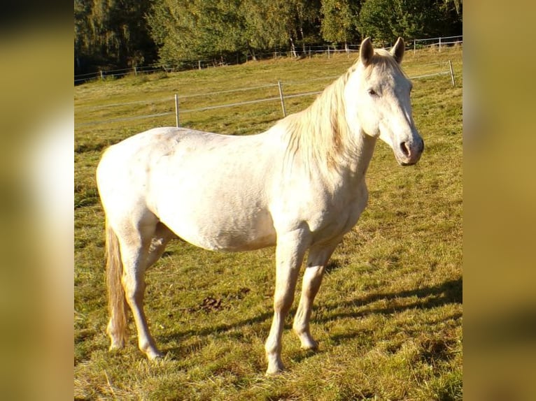 Paso Fino Castrone 19 Anni 142 cm Leopard in Arnbruck