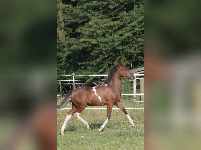 Paso Fino Castrone 1 Anno Pezzato in WiesentheidWiesenthrid