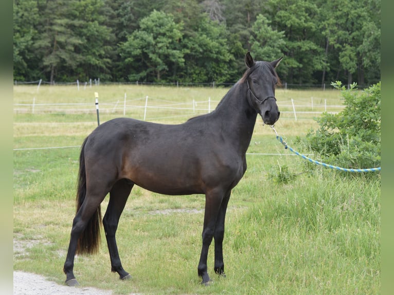 Paso Fino Castrone 2 Anni 143 cm Baio in Wiesentheid