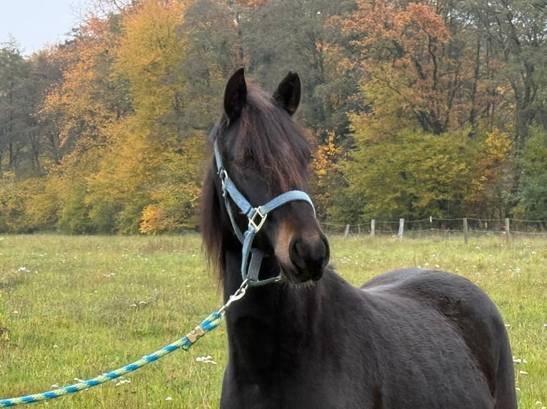 Paso Fino Castrone 2 Anni 143 cm Morello in Wiesentheid