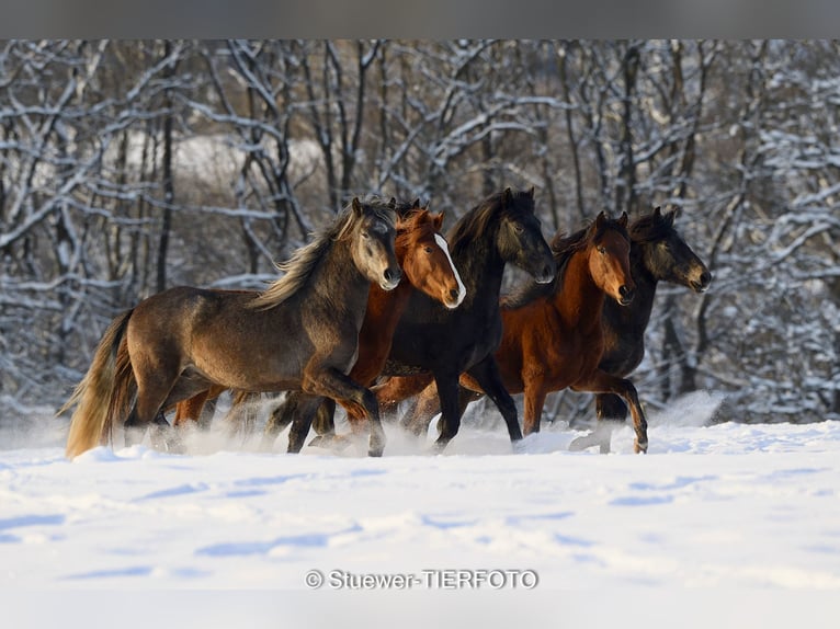 Paso Fino Mix Castrone 3 Anni Baio in Morsbach