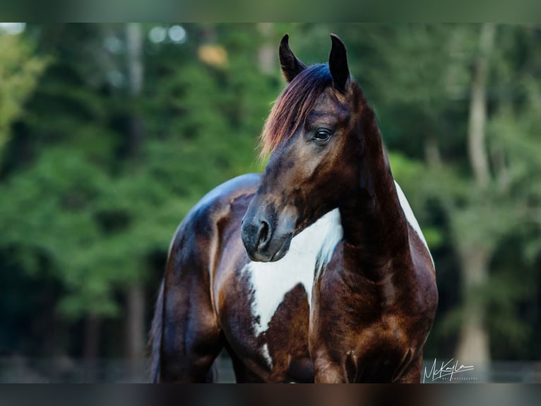 Paso Fino Castrone 3 Anni Pezzato in Poplarville, MS