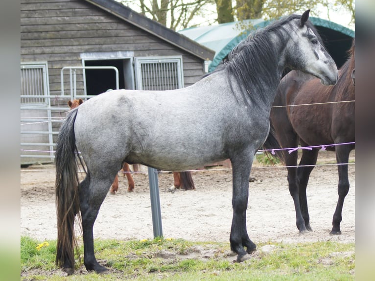 Paso Fino Castrone 4 Anni 143 cm Grigio in Orvelte