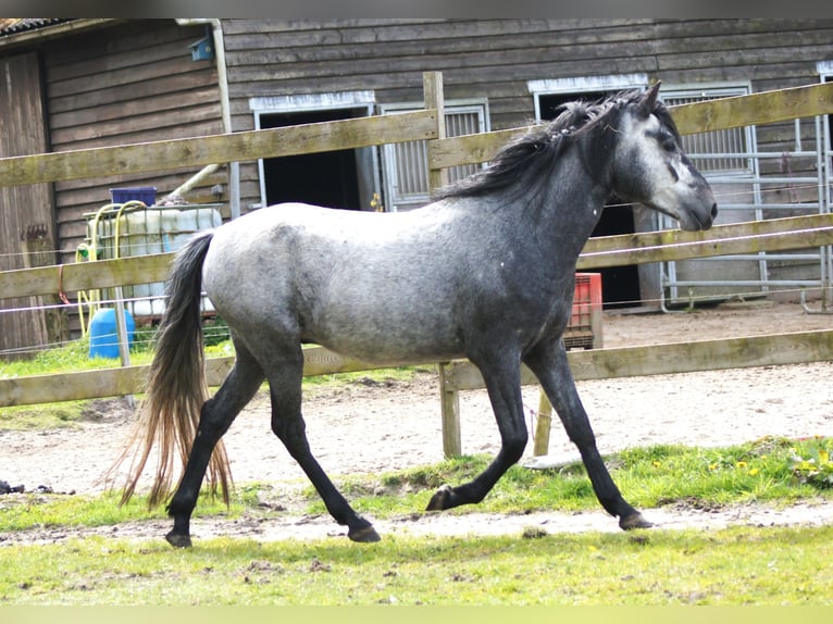 Paso Fino Castrone 4 Anni 143 cm Grigio in Orvelte