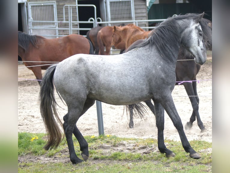 Paso Fino Castrone 4 Anni 143 cm Grigio in Orvelte