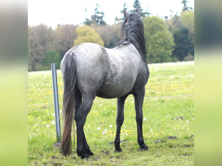 Paso Fino Castrone 4 Anni 143 cm Grigio in Orvelte