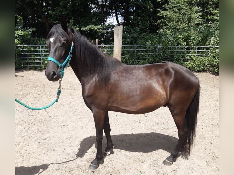 Paso Fino Castrone 4 Anni Morello in Morsbach