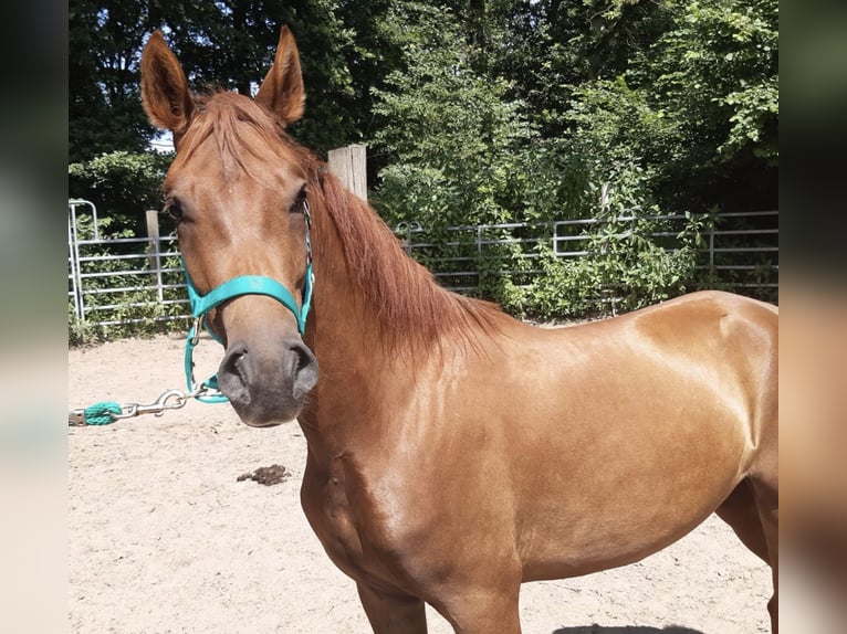 Paso Fino Castrone 4 Anni Morello in Morsbach