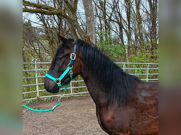 Paso Fino Castrone 4 Anni Morello in Morsbach