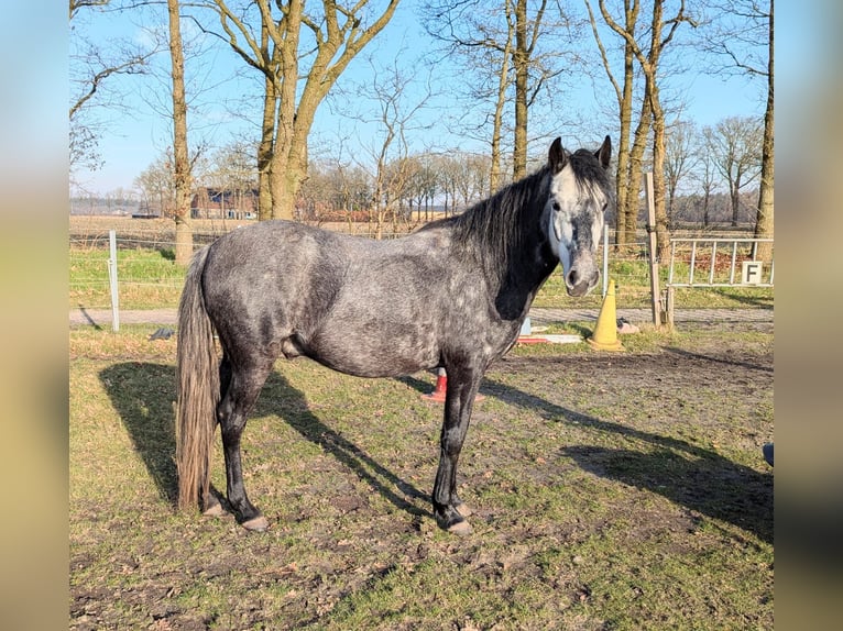 Paso Fino Castrone 5 Anni 142 cm Grigio in Orvelte