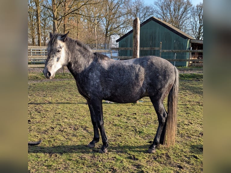 Paso Fino Castrone 5 Anni 142 cm Grigio in Orvelte