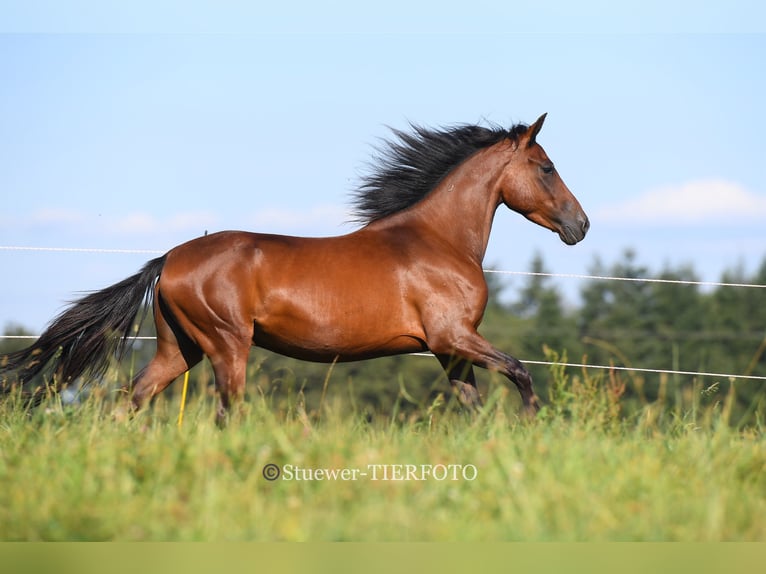 Paso Fino Castrone 5 Anni Baio in Morsbach