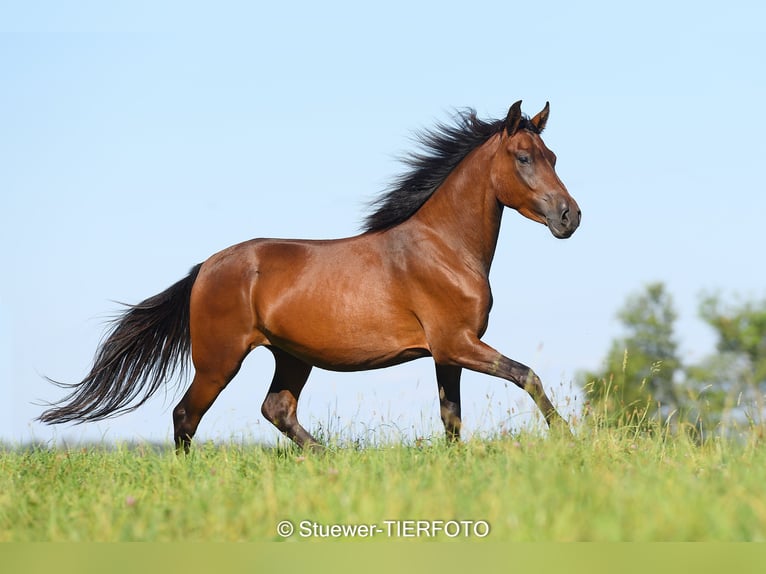 Paso Fino Castrone 5 Anni Baio in Morsbach