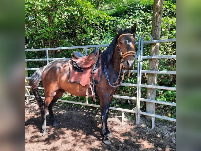 Paso Fino Castrone 6 Anni Baio in Morsbach Paso Fino Castrone 6 Anni Baio in Morsbach