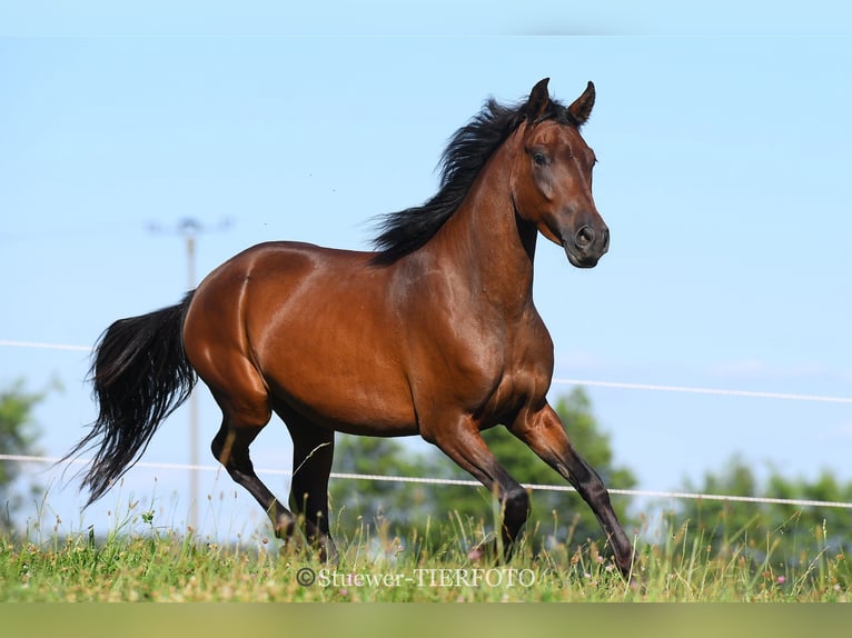 Paso Fino Castrone 6 Anni Baio in Morsbach