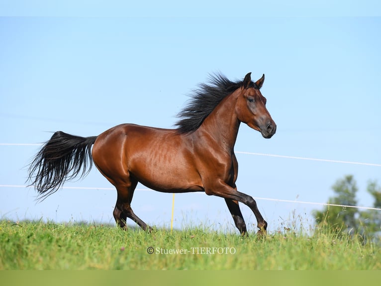 Paso Fino Castrone 6 Anni Baio in Morsbach
