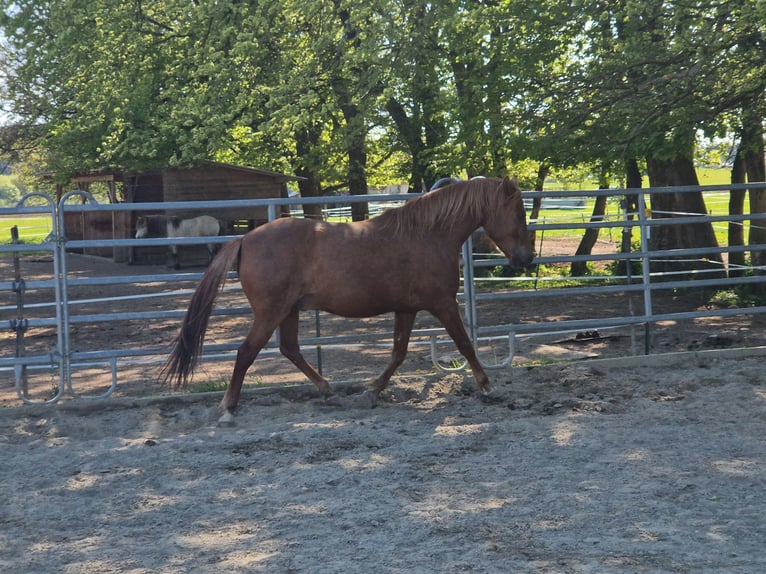 Paso Fino Castrone 7 Anni 142 cm Sauro in Grabenstätt