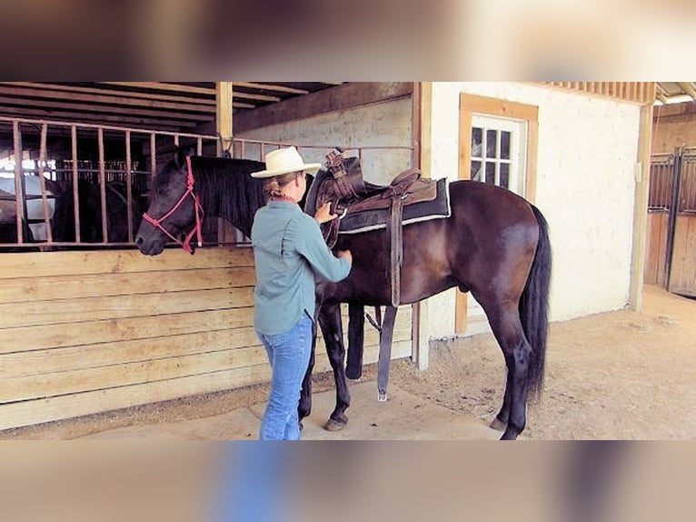 Paso Fino Castrone 7 Anni 152 cm Morello in Newport