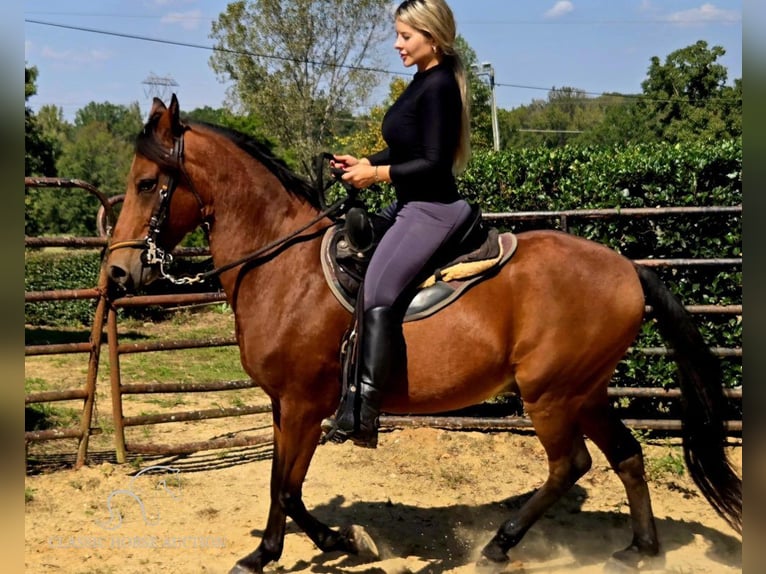 Paso Fino Castrone 8 Anni 142 cm Baio ciliegia in Lancaster, SC