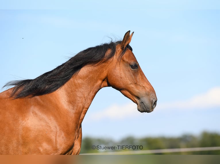 Paso Fino Castrone 8 Anni 146 cm Baio chiaro in Morsbach