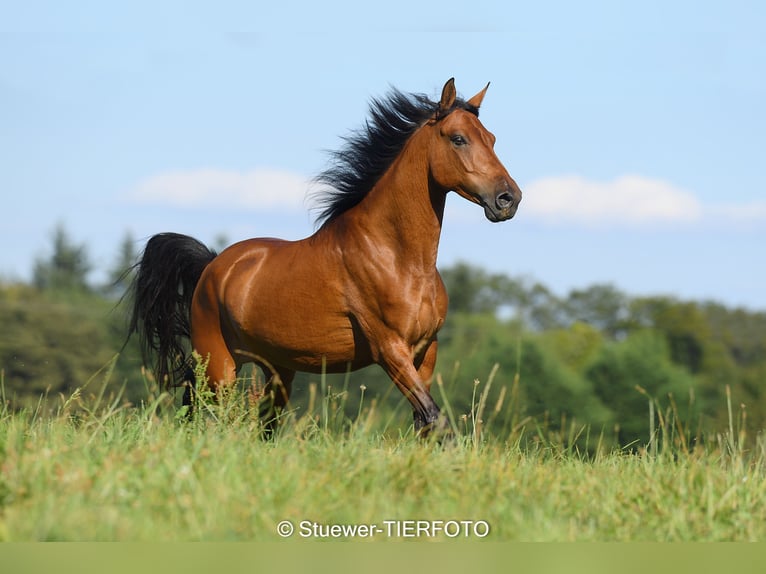 Paso Fino Castrone 8 Anni 146 cm Baio chiaro in Morsbach