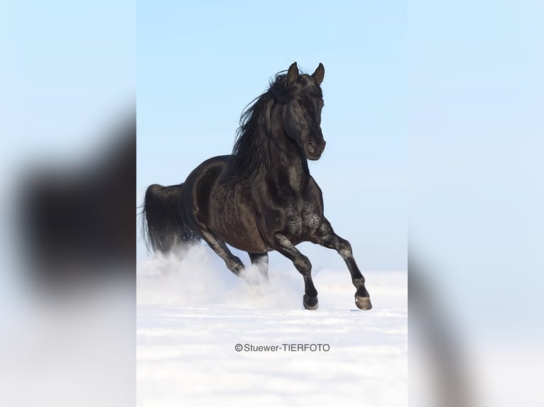 Paso Fino Étalon 10 Ans 149 cm Noir in Morsbach