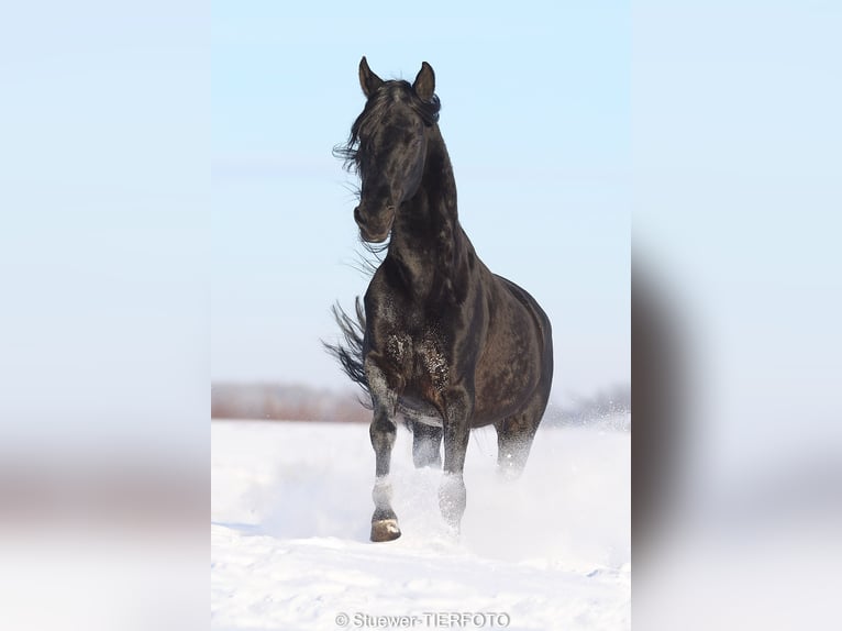 Paso Fino Étalon 10 Ans 149 cm Noir in Morsbach