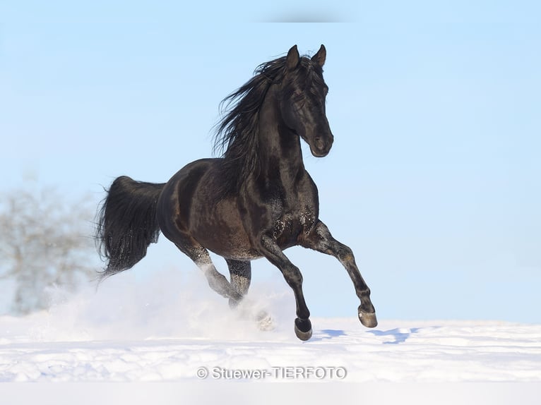 Paso Fino Étalon 10 Ans 149 cm Noir in Morsbach