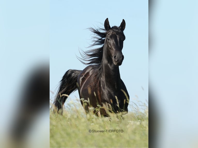 Paso Fino Étalon 10 Ans 149 cm Noir in Morsbach