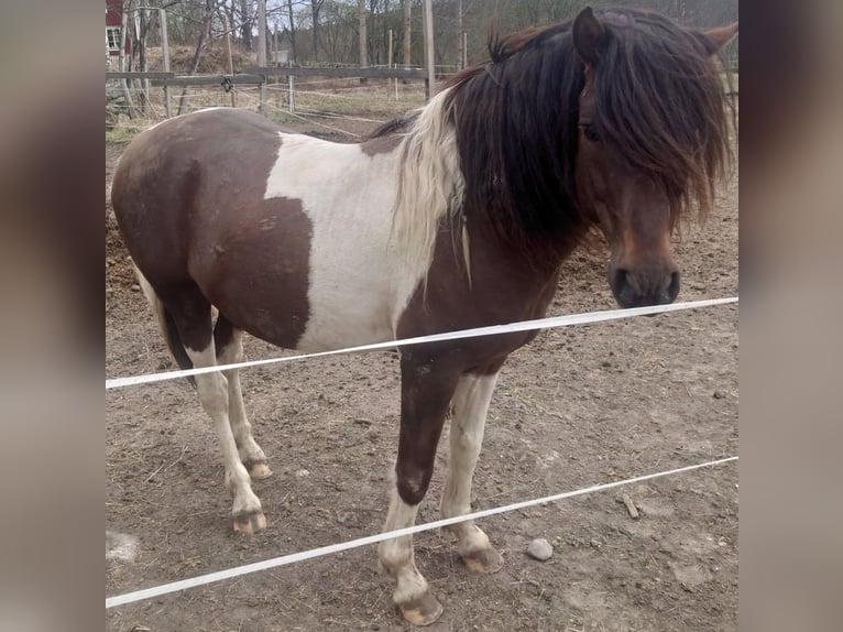 Paso Fino Étalon 10 Ans Pinto in Skellefteå