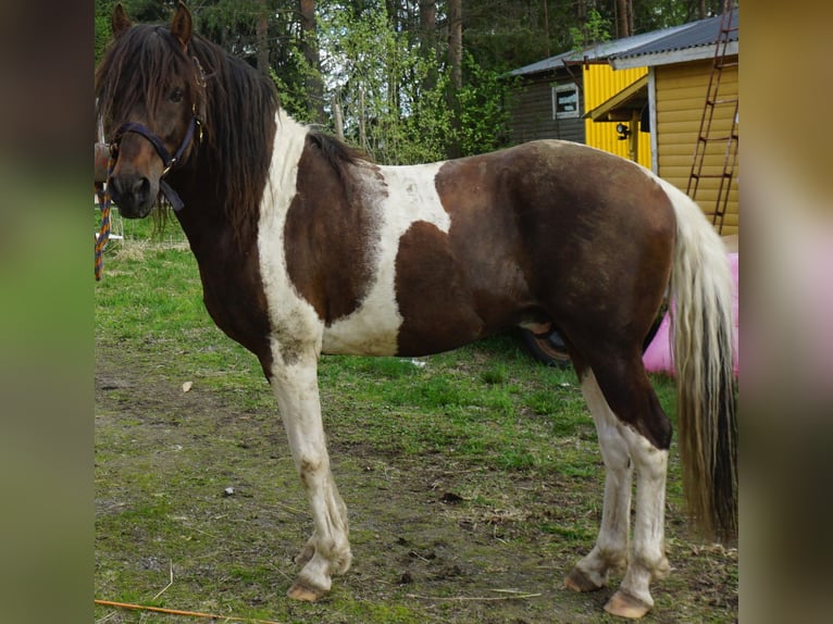 Paso Fino Étalon 10 Ans Pinto in Skellefteå