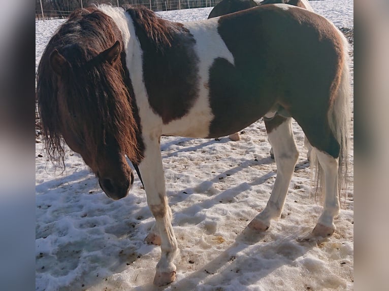Paso Fino Étalon 10 Ans Pinto in Skellefteå
