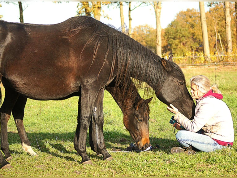 Paso Fino Étalon 1 Année 145 cm Bai brun foncé in Orvelte
